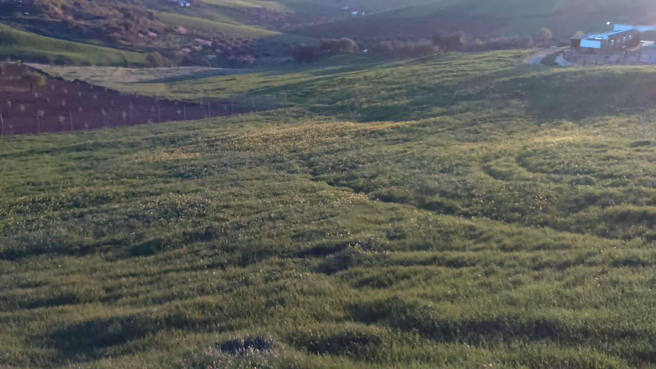 Biznaga *